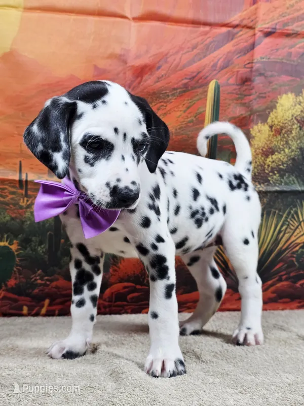 Carmella purple  – Dalmatian puppy for sale in Cape May, NJ