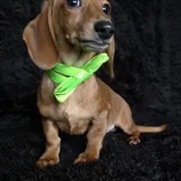 Waffles green, a male Miniature Dachshund for sale in Cape May, NJ – Photo 2 of 9