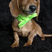 Waffles green, a male Miniature Dachshund for sale in Cape May, NJ – Photo 3 of 9