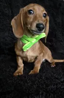 processed/b4c35af2-57b6-4ac4-8e03-34fee096a4d4/listing/2625d156-21e2-4e9d-bac1-e45de911c630/44037bc0-b3ff-4835-9079-7de933e95628