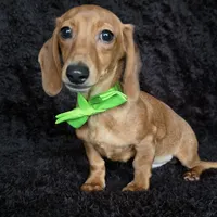 Waffles green, a male Miniature Dachshund for sale in Cape May, NJ – Photo 4 of 9