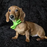 Waffles green, a male Miniature Dachshund for sale in Cape May, NJ – Photo 7 of 9