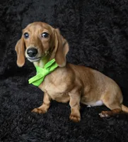 processed/b4c35af2-57b6-4ac4-8e03-34fee096a4d4/listing/2625d156-21e2-4e9d-bac1-e45de911c630/67e20393-5700-4c96-a3f2-3c0193fe9421