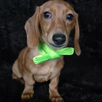 Waffles green, a male Miniature Dachshund for sale in Cape May, NJ – Photo 1 of 9
