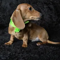 Waffles green, a male Miniature Dachshund for sale in Cape May, NJ – Photo 9 of 9