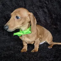 Waffles green, a male Miniature Dachshund for sale in Cape May, NJ – Photo 6 of 9