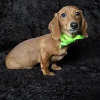 Waffles green, a male Miniature Dachshund for sale in Cape May, NJ – Photo 5 of 9