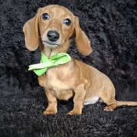 Waffles green, a male Miniature Dachshund for sale in Cape May, NJ – Photo 8 of 9