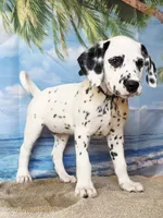 Fraidy green LUA , a male Dalmatian for sale in Cape May, NJ – 3 of 10