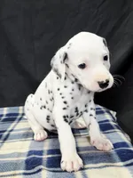 Dilly blue, a male Dalmatian for sale in Cape May, NJ – 7 of 10