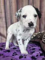 Giggles grey, a male Dalmatian for sale in Cape May, NJ – 2 of 8