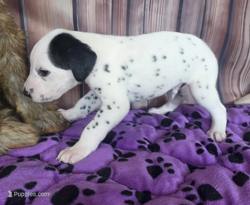 Giggles grey – Dalmatian puppy for sale in Cape May, NJ