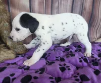 Giggles grey, a male Dalmatian for sale in Cape May, NJ – 1 of 8