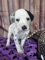 Giggles grey, a male Dalmatian for sale in Cape May, NJ – 7 of 8
