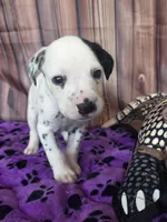Giggles grey, a male Dalmatian for sale in Cape May, NJ – 4 of 8