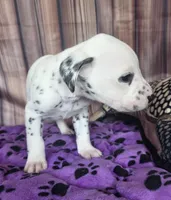 Giggles grey, a male Dalmatian for sale in Cape May, NJ – 8 of 8