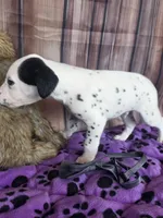 Giggles grey, a male Dalmatian for sale in Cape May, NJ – 5 of 8