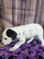 Giggles grey, a male Dalmatian for sale in Cape May, NJ – 6 of 8
