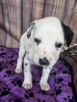 Giggles grey, a male Dalmatian for sale in Cape May, NJ – 3 of 8