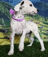 Aphrodite purple LUA , a female Dalmatian for sale in Cape May, NJ – 2 of 10