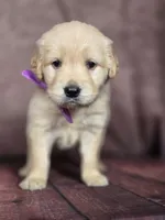 Golden purple, a female Golden Retriever for sale in Cape May, NJ – 9 of 10