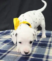 Dilly yellow, a female Dalmatian for sale in Cape May, NJ – 3 of 10