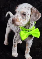 Harley neon tri color, a female Dalmatian for sale in Cape May, NJ – Photo 9 of 10