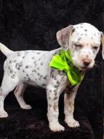 Harley neon tri color, a female Dalmatian for sale in Cape May, NJ – Photo 8 of 10