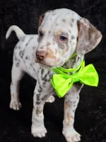 Harley neon tri color, a female Dalmatian for sale in Cape May, NJ – Photo 7 of 10