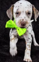 Harley neon tri color, a female Dalmatian for sale in Cape May, NJ – Photo 3 of 10