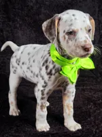 Harley neon tri color, a female Dalmatian for sale in Cape May, NJ – Photo 6 of 10