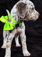 Harley neon tri color, a female Dalmatian for sale in Cape May, NJ – Photo 10 of 10