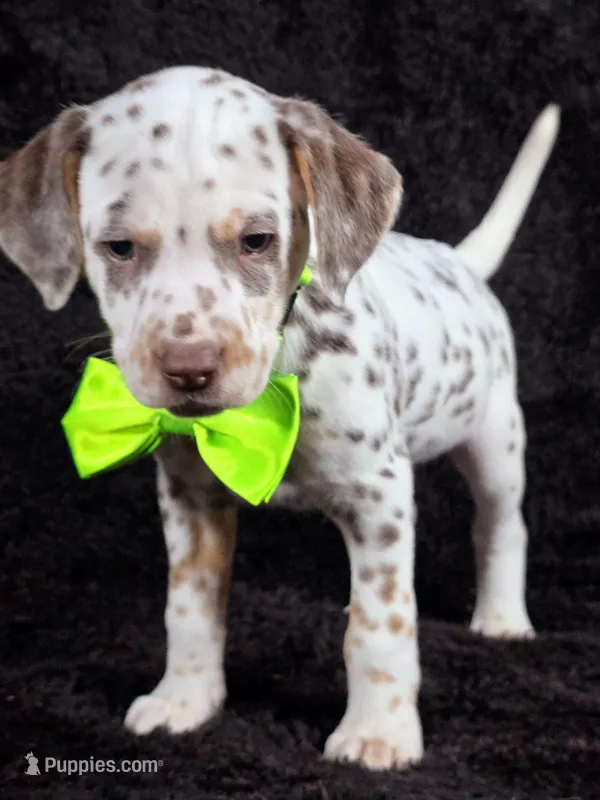 Harley neon tri color