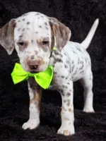 Harley neon tri color, a female Dalmatian for sale in Cape May, NJ – Photo 1 of 10