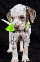 Harley neon tri color, a female Dalmatian for sale in Cape May, NJ – Photo 2 of 10