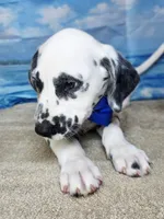 Fraidy blue LUA, a male Dalmatian for sale in Cape May, NJ – 8 of 10