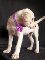 Purple , a female Dalmatian for sale in Cape May, NJ – 5 of 9