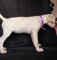 Purple , a female Dalmatian for sale in Cape May, NJ – 3 of 9