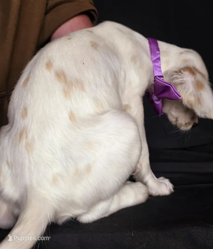 Purple  – Dalmatian puppy for sale in Cape May, NJ