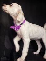 Purple , a female Dalmatian for sale in Cape May, NJ – 8 of 9