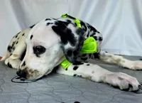 Zoomi neon green, a female Dalmatian for sale in Cape May, NJ – 5 of 10