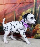 Carmella purple , a female Dalmatian for sale in Cape May, NJ – 7 of 10