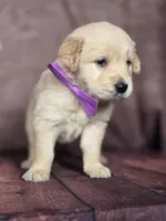 Golden purple, a female Golden Retriever for sale in Cape May, NJ – 5 of 10