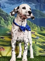 Aphrodite blue LUA , a male Dalmatian for sale in Cape May, NJ – 10 of 10
