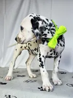 Zoomi neon green, a female Dalmatian for sale in Cape May, NJ – 8 of 10