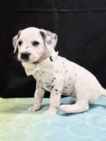 Giggles white , a female Dalmatian for sale in Cape May, NJ – 9 of 10