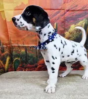 Carmella blue, a female Dalmatian for sale in Cape May, NJ – 4 of 10