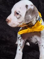 Harley yellow Tri-Color , a female Dalmatian for sale in Cape May, NJ – Photo 10 of 10