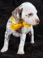 Harley yellow Tri-Color , a female Dalmatian for sale in Cape May, NJ – Photo 2 of 10