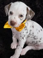 Harley yellow Tri-Color , a female Dalmatian for sale in Cape May, NJ – Photo 1 of 10